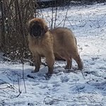 Cuccioli Leonberger - Foto n. 2