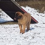 Cuccioli Leonberger - Foto n. 4