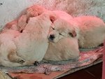 Cuccioli di Golden Retriever - Foto n. 3