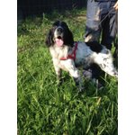 Marcus, Sette/spaniel di 8 anni in Cerca D'affetto