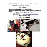 🐱 Europeo maschio di 12 anni e 1 mese in adozione a Montagnana (PD) e in tutta Italia da privato