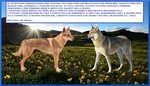 Cuccioli cane lupo Cecoslovacco