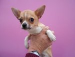 Cucciolo di Chihuahua (marrone) - Foto n. 2