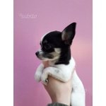 Cucciolo di Chihuahua (bianco e Nero) - Foto n. 2