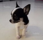 Cucciolo di Chihuahua (bianco e Nero) - Foto n. 3
