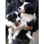 Cuccioli Border Collie