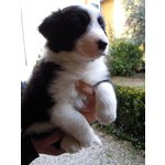 Cuccioli Border Collie - Foto n. 3