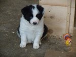 Cuccioli Border Collie - Foto n. 5