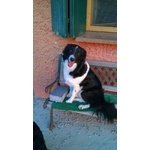 Cuccioli Border Collie - Foto n. 6