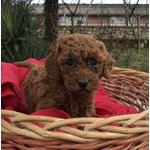 Cucciola di Barboncino Rosso Pedigree Enci - Foto n. 4