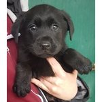 Cuccioli Maschi di Labrador Neri - Foto n. 1