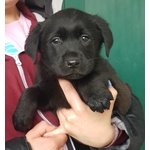 Cuccioli Maschi di Labrador Neri - Foto n. 2