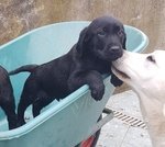 Cuccioli Maschi di Labrador Neri - Foto n. 3