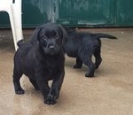 Cuccioli Maschi di Labrador Neri - Foto n. 5