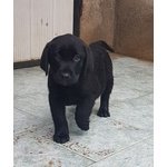 Cuccioli Maschi di Labrador Neri - Foto n. 6