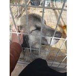 🐶 Pastore Maremmano maschio di 7 anni in adozione a Trapani (TP) e in tutta Italia da privato