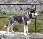 Ash, Incrocio Husky, 11 Mesi, Adottata 5 mesi fa, Verra’ Rispedita al Mittente, Cerca una Nuova Casa