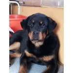 Cucciolo Rottweiler Femmina - Foto n. 2