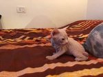 🐱 Sphynx in vendita a Grosseto (GR) e in tutta Italia da privato