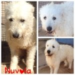 Nuvola Cagnolina Buonissima