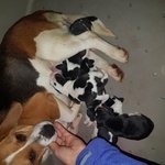 Beagle Cuccioli da Comapgnia - Foto n. 2