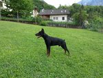 Offro Monto Dobermann nero Focato, alta Genealogia - Foto n. 1