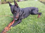 Offro Monto Dobermann nero Focato, alta Genealogia - Foto n. 3