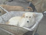 Eddie Bello e Dolce Peloso Cerca Casa - Foto n. 1