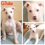 Gilda un Amore di Cucciola