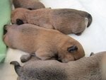 Cuccioli Cairn Terrier alta Genealogia - Foto n. 4