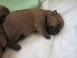 Cuccioli Cairn Terrier alta Genealogia - Foto n. 5