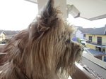 Cuccioli Cairn Terrier alta Genealogia - Foto n. 7
