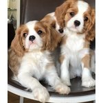 Cucciolo Cavalier King