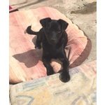 Black, Cucciolo 5 Mesi, Taglia Piccola, Dalla Sicilia a Bergamo in Cerca di una vita da Favola - Foto n. 4