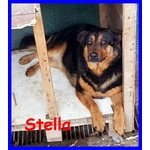 Stella e Nerone Buonissimi tg Medio Piccola Sfortunati da Sempre - Foto n. 2