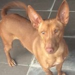 🐶 Podenco maschio in adozione a Milano (MI) e in tutta Italia da associazione animali