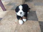 Cuccioli Bovaro del Bernese - Foto n. 3