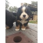 Cuccioli Bovaro del Bernese - Foto n. 5