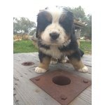 Cuccioli Bovaro del Bernese - Foto n. 6