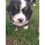 Cuccioli Bovaro del Bernese - Foto n. 7