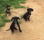 8 Cuccioli di 3 mesi e Mezzo, un Bastimento Carico di Speranze, in Arrivo a Bergamo, Cercano Casa - Foto n. 5