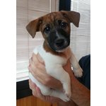 Disponibili 3 Cuccioli di jack Russel Terrier - Foto n. 2