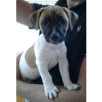 Disponibili 3 Cuccioli di jack Russel Terrier