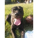 Cane Taglia Grande nero Incrocio Pitbullxcane Corso 1anno Super-Iper-Affettuoso!!