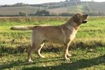 Splendida Cucciolata di Labrador Retriever