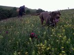 Cane Femmina per Tartufi - Foto n. 2