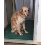 Ncrocio Golden Retriever, 8/9 Mesi, Approdati in Canile, dopo un Vigliacco Abbandono