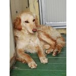 Ncrocio Golden Retriever, 8/9 Mesi, Approdati in Canile, dopo un Vigliacco Abbandono - Foto n. 2