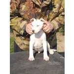 Cuccioli American Staffordshire Terrier - Foto n. 1