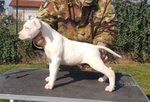 Cuccioli American Staffordshire Terrier - Foto n. 2